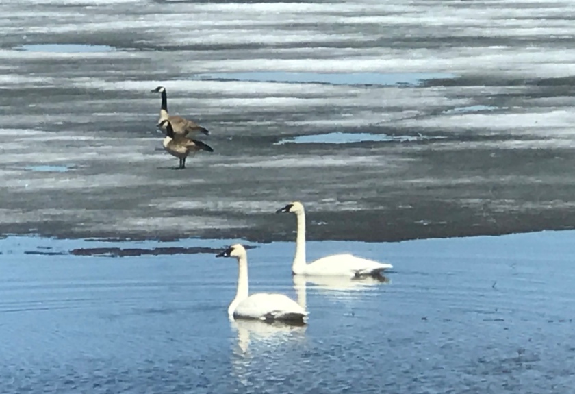 Column 91 - Swans and geese.jpg